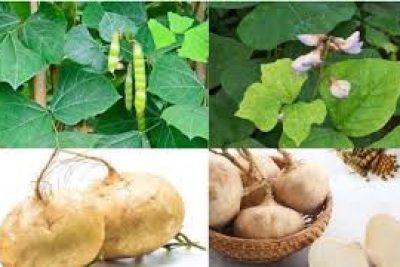 Bài tuyên truyền phòng chống ngộ độc từ thân, lá, hoa, quả của cây củ đậu